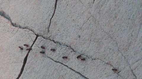 Ants running Video stock 91282443