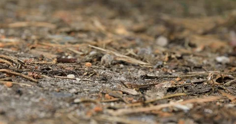 Ants running Stock Footage 103057454