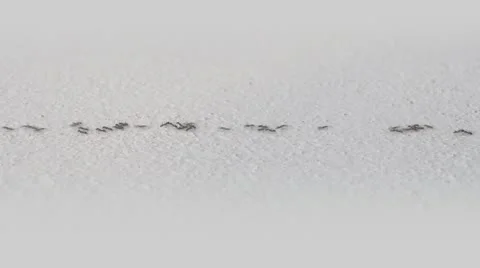 Ants Running in a Horizontal Line Stock Footage 10489264