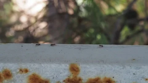 Ants running to meet each other halfway Stock Footage 258384089