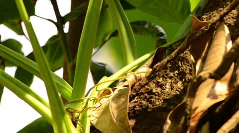 Ants running at a plant in a tree Stock Footage 23598238