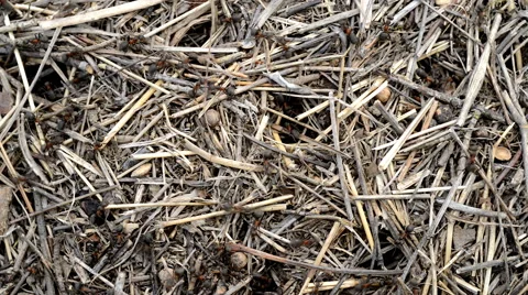 Ants running on the straw anthill Stock Footage 40832980