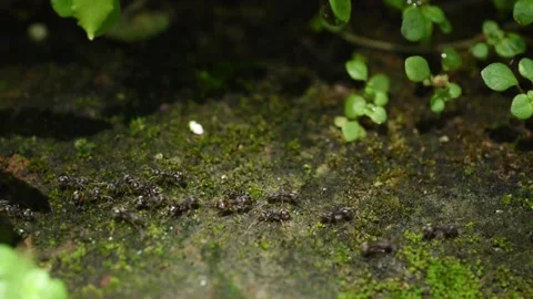 Ants running in systematic line migrating to new place Stock Footage 144462931