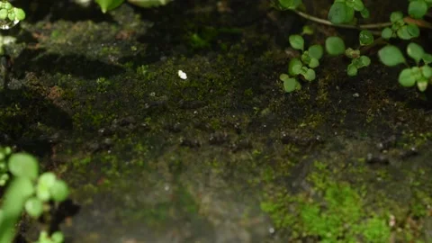 Ants running in systematic line migrating to new place Stock Footage 144463029