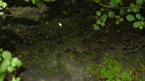 Ants running in systematic line migrating to new place Stock Footage 144463063