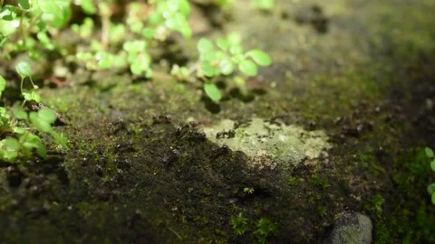 Ants running in systematic line migrating to new place Stock Footage 144463076