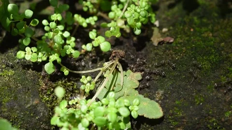 Ants running in systematic line migrating to new place Stock Footage 144463101