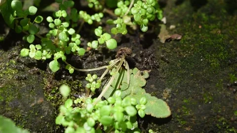 Ants running in systematic line migrating to new place Stock Footage 144463121