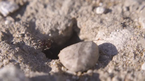 Ants running to their anthill. Ant community. Extreme macro close up shot. Stock Footage 111208648