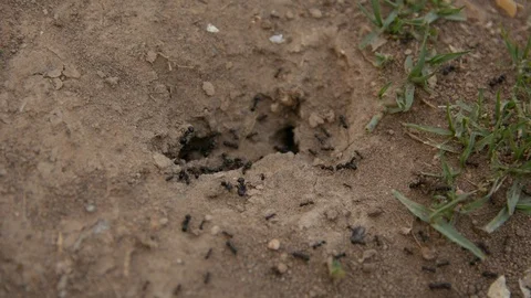 Ants running to their anthill	 Видео 89531091