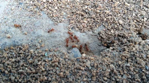 Ants running at their nest Stock Footage 66692897