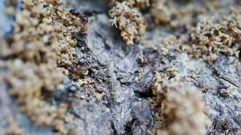 Ants running on tree bark, macro video footage Stock Footage 328186137