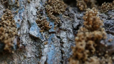 Ants running on tree bark, macro video footage Video stock 328186712