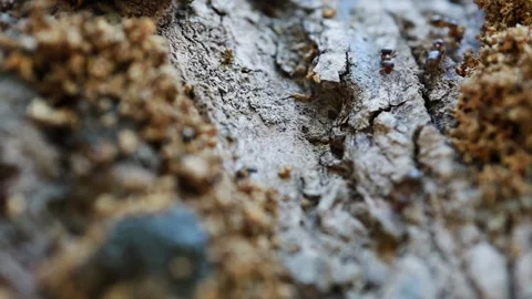 Ants running on tree bark, macro video footage Stock Footage 328188814