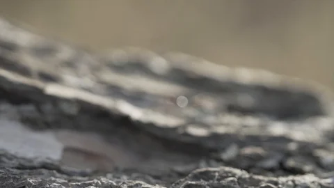 Ants running up tree in slow motion Stock Footage 101426113