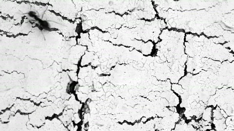 Аnts running on the white cracked surface Stock Footage 802293