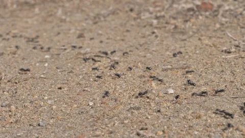 Ants on a sandy trail Stock Footage 320070146
