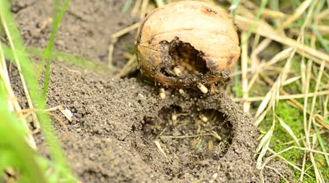 Ants save eggs Vídeos de archivo 25302857