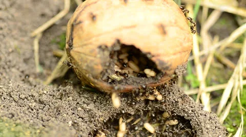 Ants save eggs Stock Footage 25302858