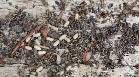 Ants save their larvae from danger Stock Footage 64679889