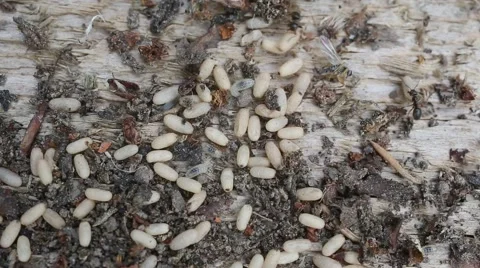 Ants save their larvae from danger Stock-Footage 64679913