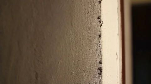 Ants scurry along the wall Stock-Footage 76390997