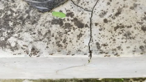 Ants scurry on a cement surface. Stock Footage 273992256