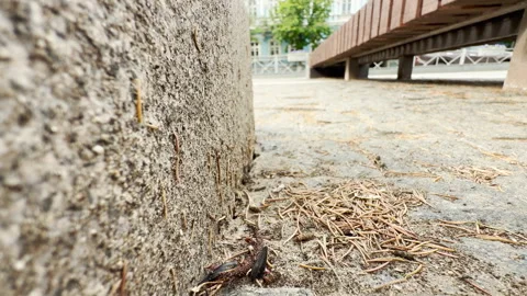Ants Scurry Near Curb While Cars Pass in the Distant Urban Park Street Stock Footage 336925853