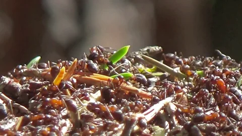 Ants scurrying around in an ant hill 스톡 동영상 80987804