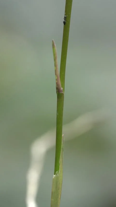 Ants scurrying around on a small branch Stock Footage 310588416