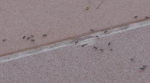 Ants scurrying on floor tiles Stock Footage 34805828