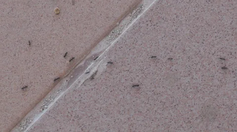 Ants scurrying on floor tiles Stock Footage 34806064