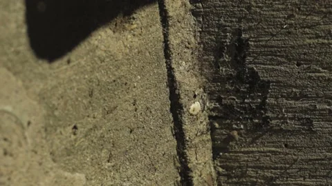 Ants scurrying Stock-Footage 163257891