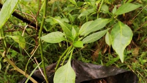 Ants scurrying on a leaf in the backyard during the day. Stock Footage 273992611