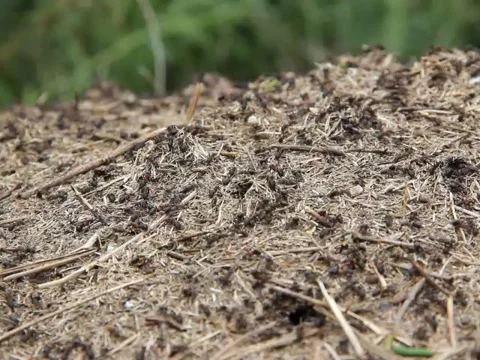 Ants scurrying over an anthill Stock Footage 40471740