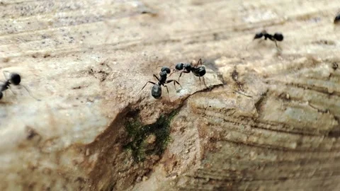 Ants seen with macro camera Video stock 163945319