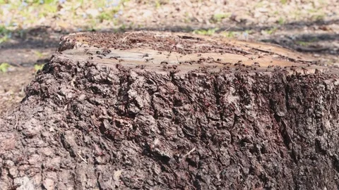 The ants set up a nest on a sawn tree. Close-up of wild insects working Video stock 157417436