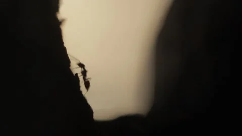 Ants in shadows walking through a tree Stock Footage 147409715