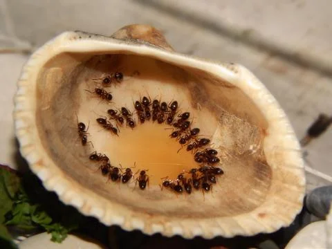 Ants in a shell Stock Photos