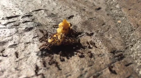 Ants on Sidewalk Stock Footage 43309698