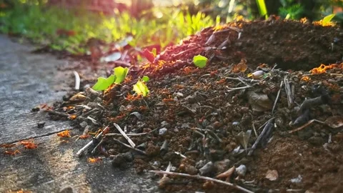 Ants on sidewalk Stock Footage 161802000