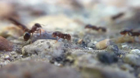 Ants-Sidewalk-low angle Video stock 24685209