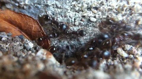 Ants-Sidewalk-nest Stock Footage 24685254