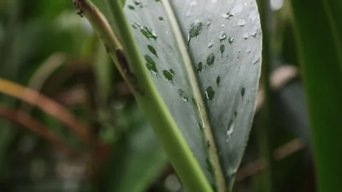 Ants silhouettes on tropical leaf. Stock Footage 274788327
