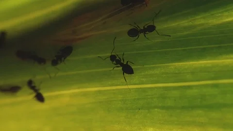 Ants Silhouettes Walking Inside Green Leaf Macro Nature Background Stock Footage 104310507