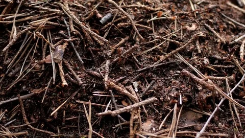 Ants slow motion in hill closeup smooth zoom Video stock 76622690
