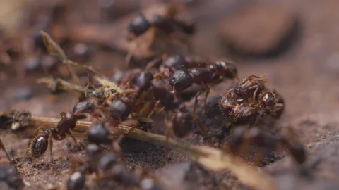 Ants Slow Motion Macro Stock Footage 130687312