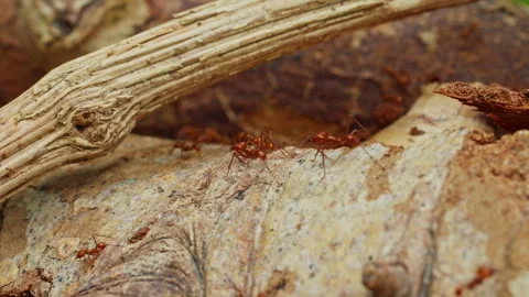 Ants on soil ground in nature Stock Footage 320169336