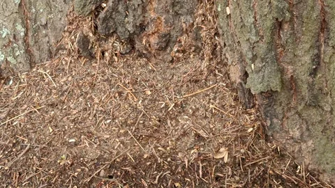 Ants in the soil under a tree and their larvae Stock Footage 318415062