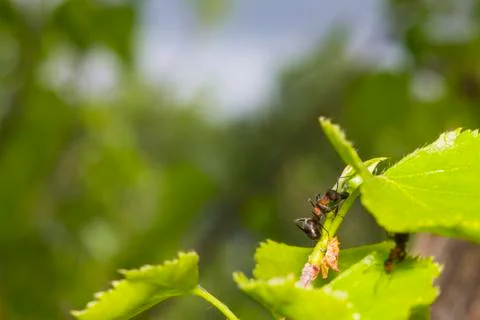 Ants - Sows aphids Stock Photos